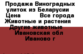 Продажа Виноградных улиток из Беларусии › Цена ­ 250 - Все города Животные и растения » Другие животные   . Ивановская обл.,Иваново г.